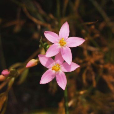 CENTAURY utilizzi in campo astrologico